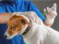 Prefeitura nos Bairros oferece vacinação, microchipagem e cadastro no SinPatinhas para cães
