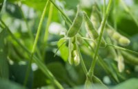 Plantio de soja está liberado no Tocantins a partir de quarta-feira, 1º de outubro