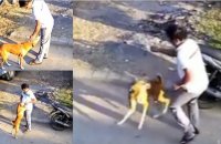 Após ataque de cães, tutor dos animais terá que indenizar vítima assistida na Justiça pela DPE-TO