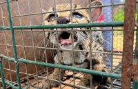 Guarda Metropolitana Ambiental de Palmas resgata jaguatirica ferida próxima à Serra do Lajeado