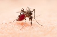 Casos de dengue disparam no Tocantins e especialista alerta para sintomas e riscos da doença