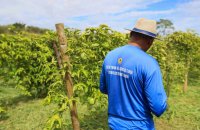 Prefeitura de Palmas prepara unidades demonstrativas e moderniza Fazendinha Agrícola para a Agrotins 2026