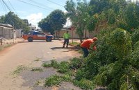Chuva intensa derruba árvores e mobiliza Defesa Civil na região norte de Palmas 