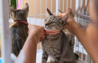 Evento de adoção de pets no Capim Dourado Shopping