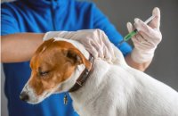 Prefeitura nos Bairros oferece vacinação, microchipagem e cadastro no SinPatinhas para cães