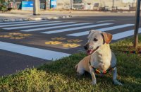 Calor exige atenção com passeios, hidratação e abrigo de cães e gatos